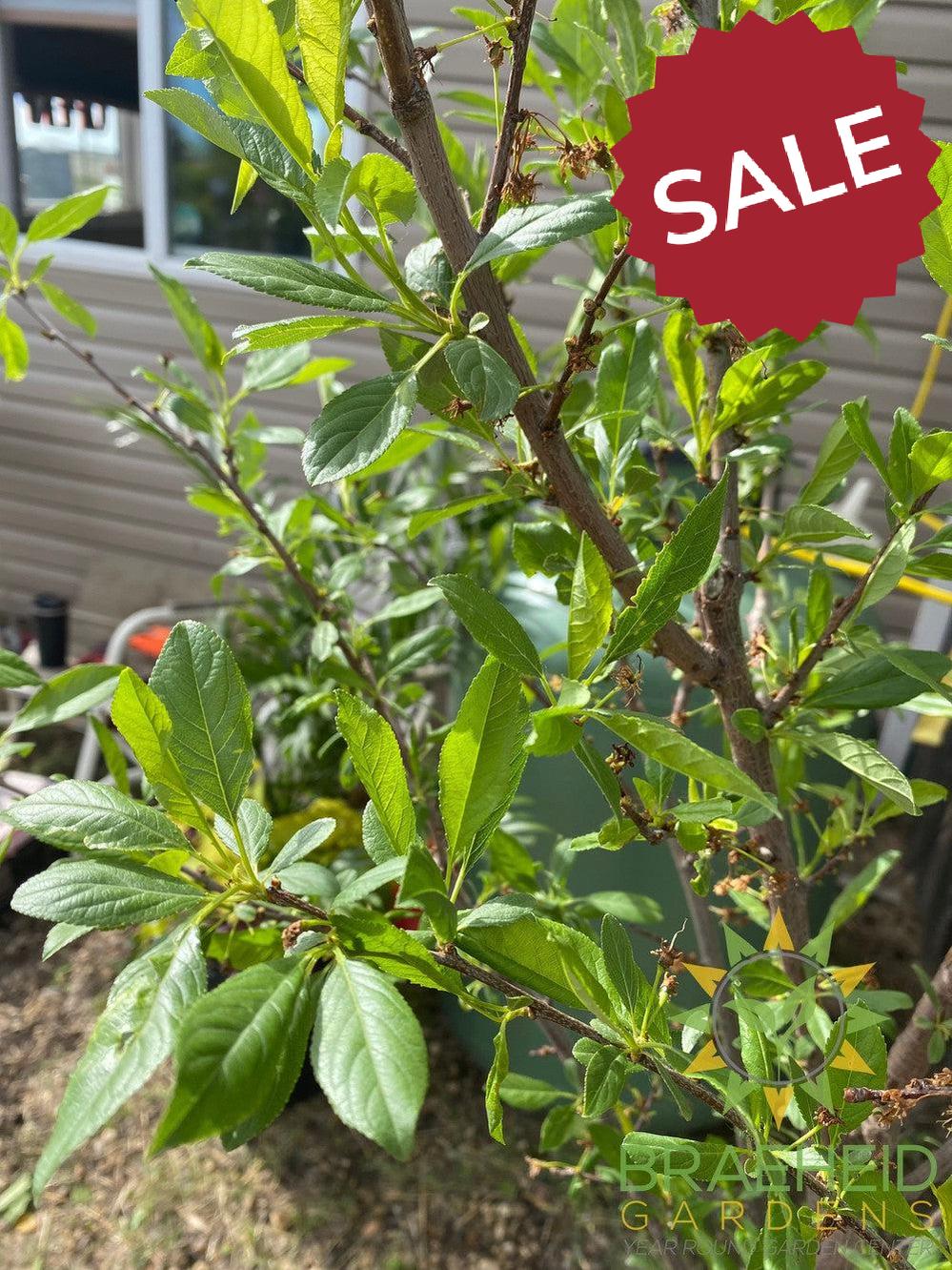 Sapalta Cherry-Plum- Tree for sale, Grown in Grande Prairie -Braeheid Gardens Ltd. on Emerson Trail