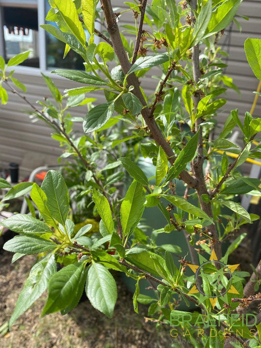 Sapalta Cherry-Plum- Tree for sale, Grown in Grande Prairie -Braeheid Gardens Ltd. on Emerson Trail