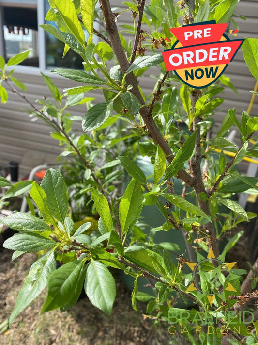 Sapalta Cherry-Plum- Tree for sale, Grown in Grande Prairie -Braeheid Gardens Ltd. on Emerson Trail