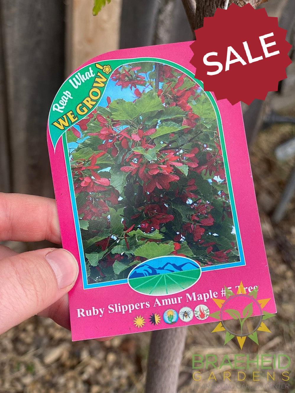 Ruby Slippers Amur Maple- Tree for sale, Grown in Grande Prairie -Braeheid Gardens Ltd. on Emerson Trail