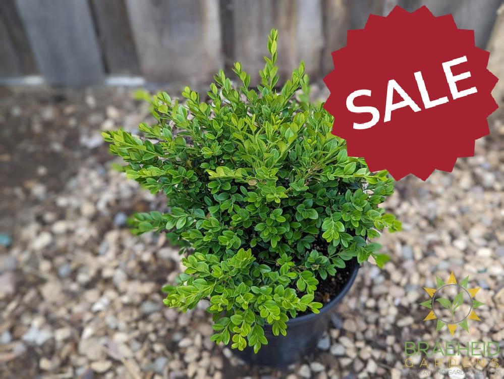Calgary Boxwood