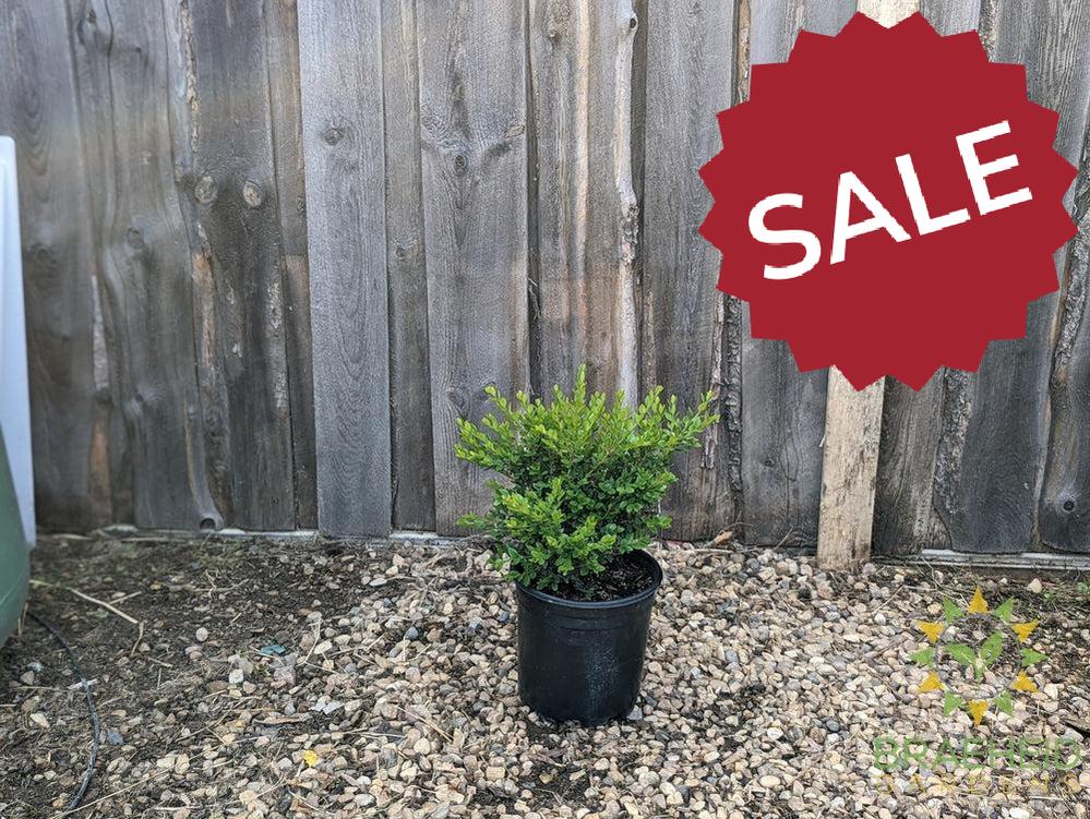 Calgary Boxwood