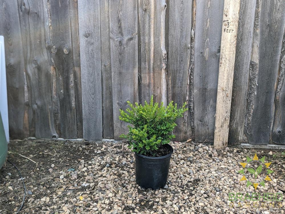 Calgary Boxwood