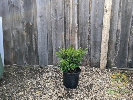 Calgary Boxwood