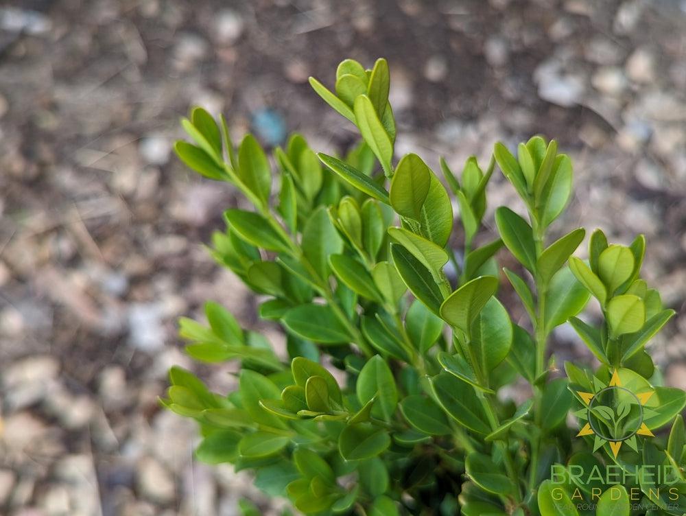 Calgary Boxwood