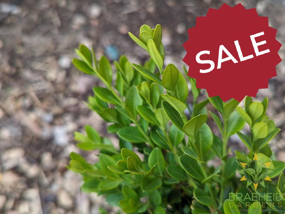 Calgary Boxwood