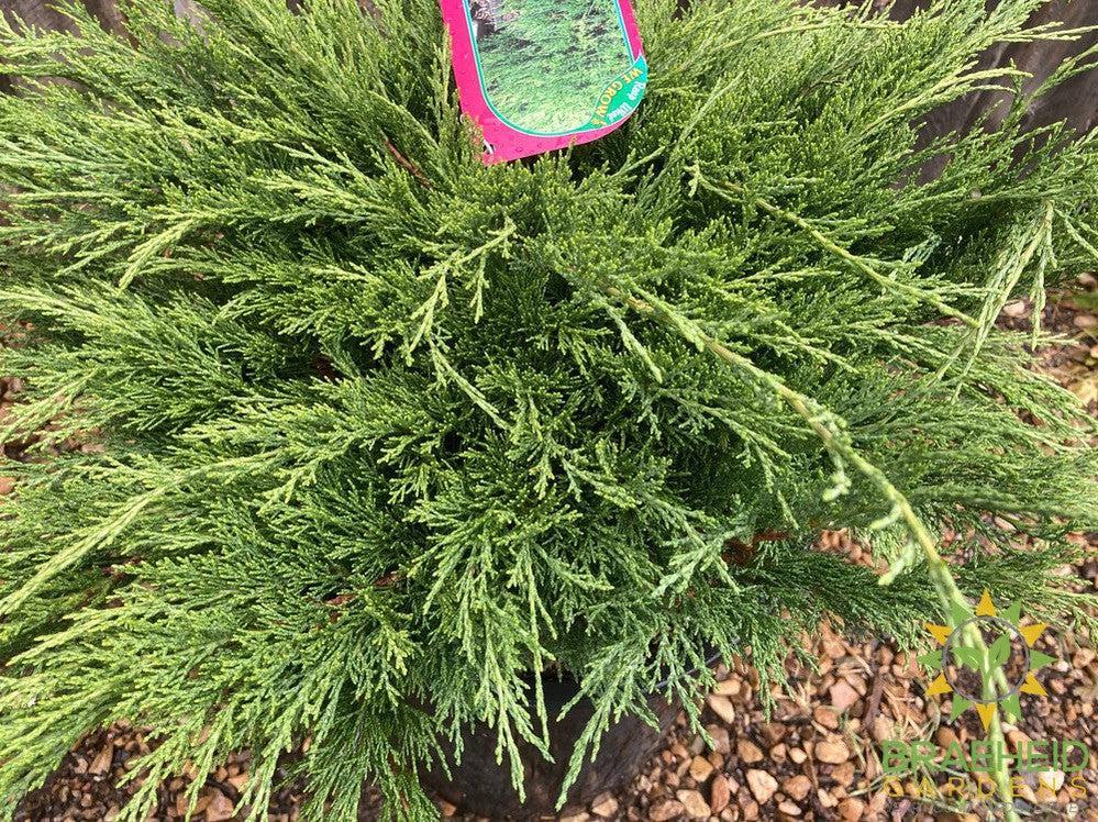 Calgary® Carpet Juniper