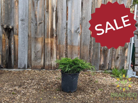 Calgary® Carpet Juniper