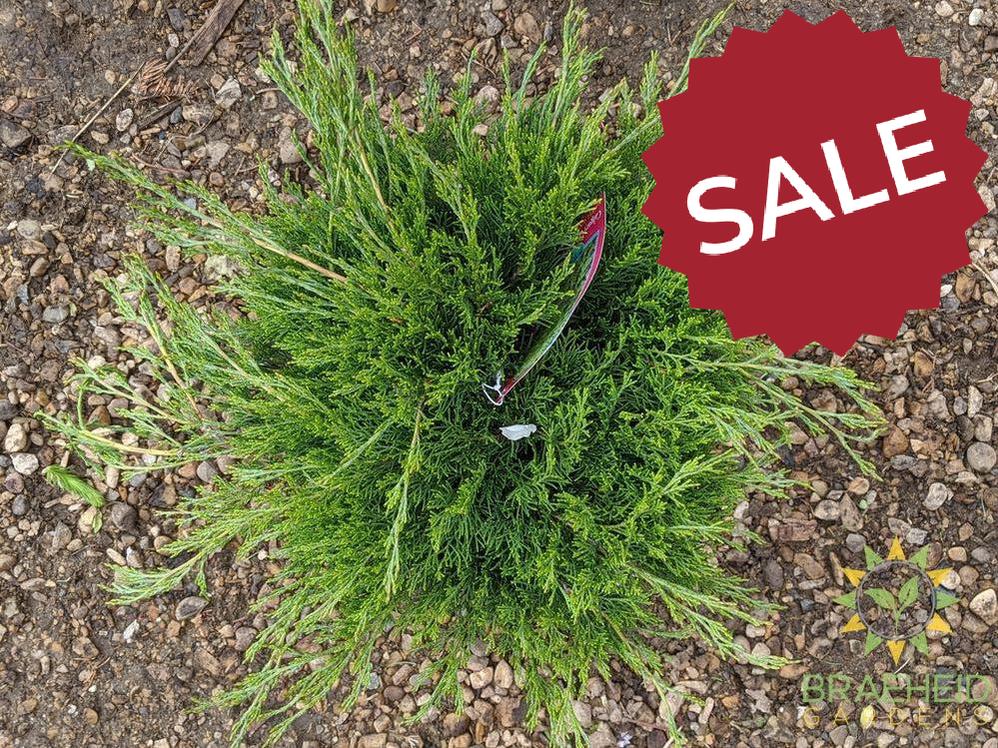 Calgary® Carpet Juniper