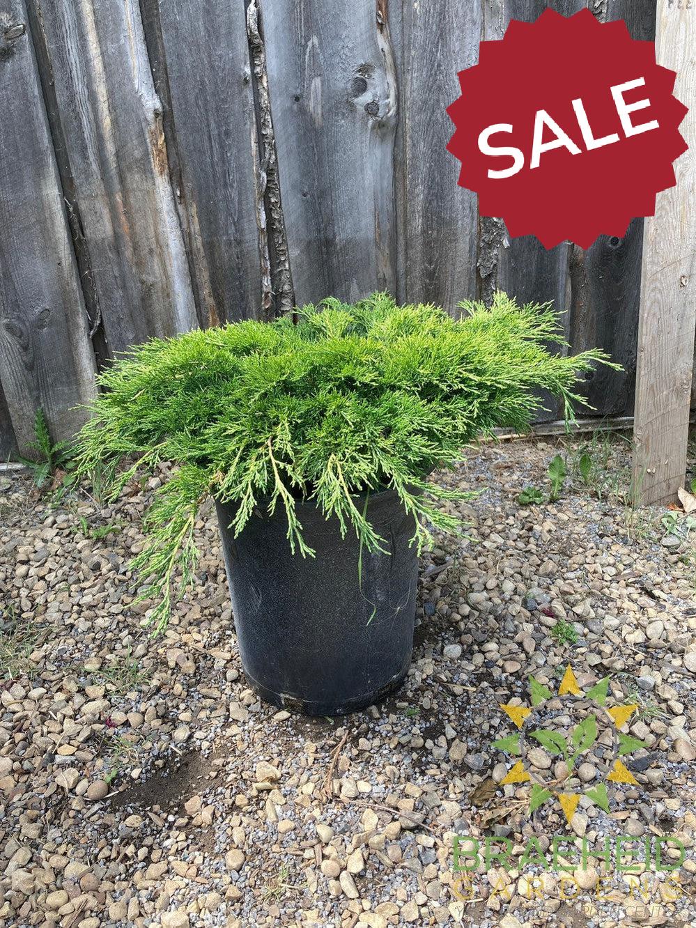 Calgary® Carpet Juniper