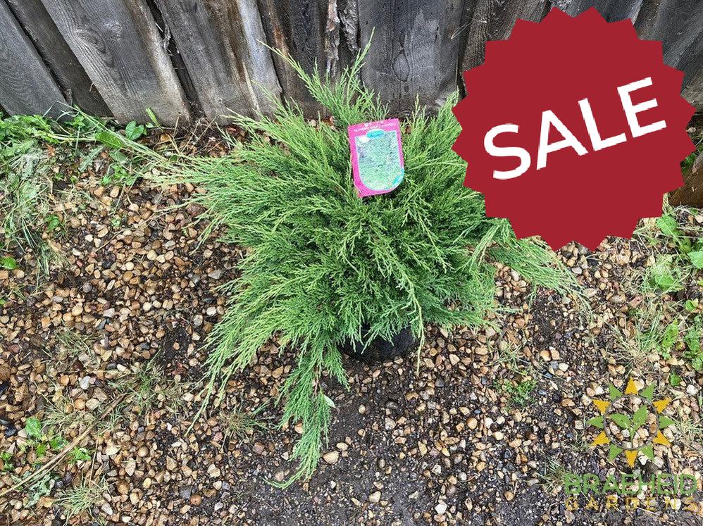 Calgary® Carpet Juniper