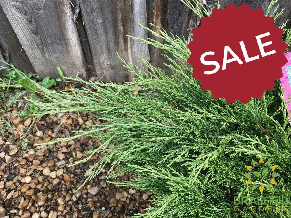 Calgary® Carpet Juniper