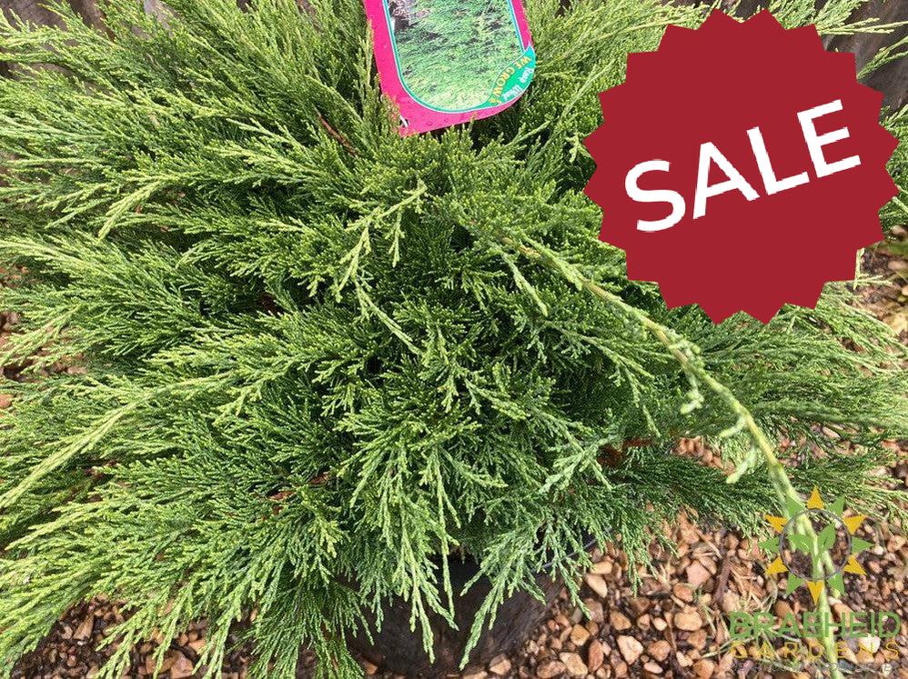 Calgary® Carpet Juniper