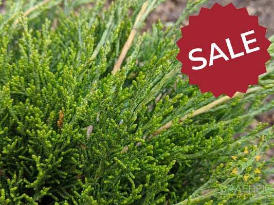 Calgary® Carpet Juniper