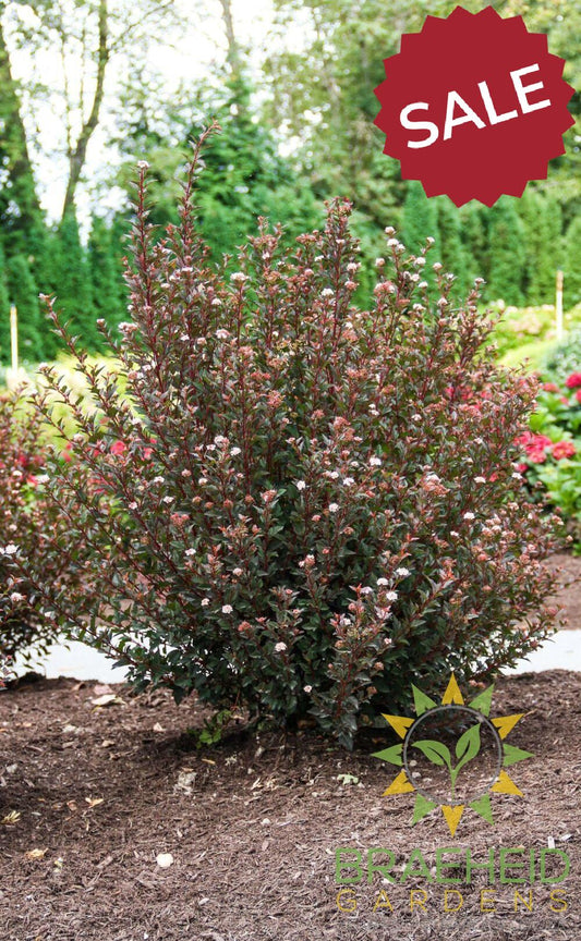 Calico Kitty Ninebark