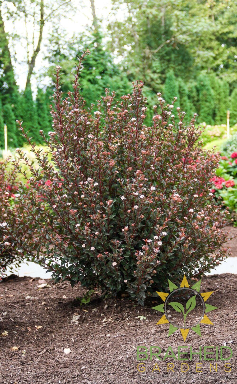 Calico Kitty Ninebark