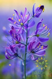 Camas