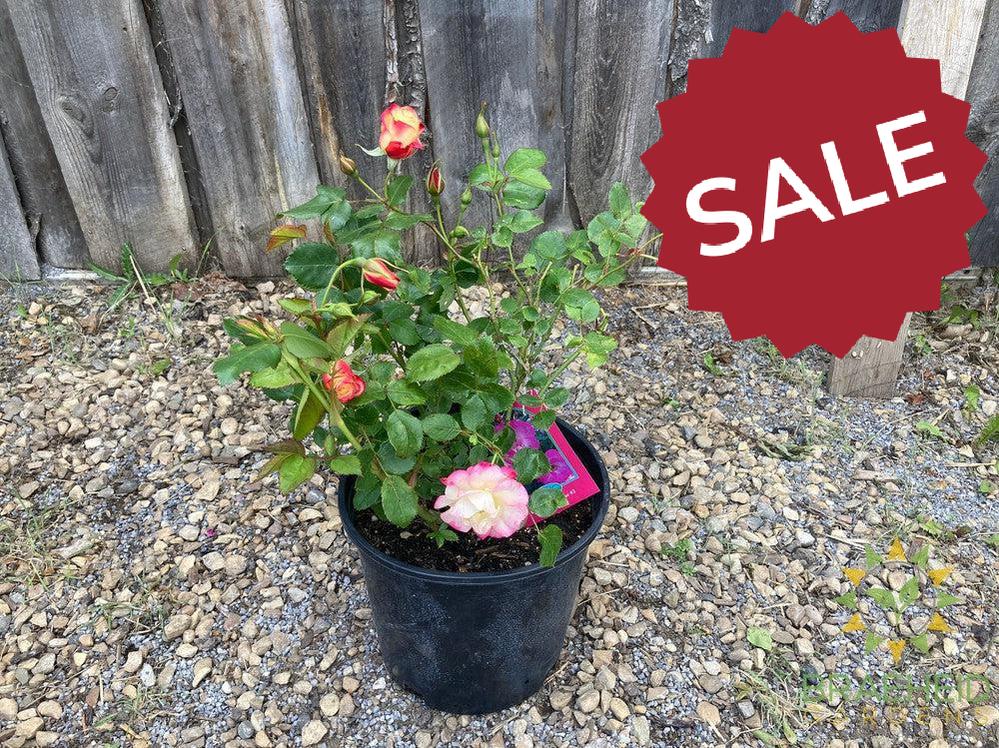 Campfire™ Rose