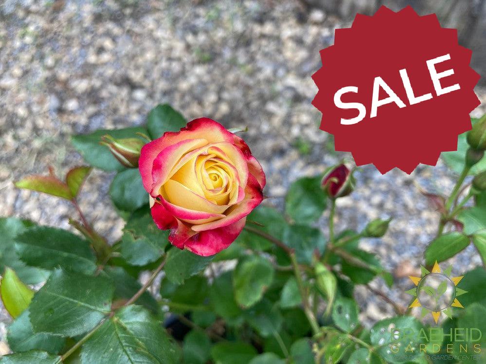 Campfire™ Rose