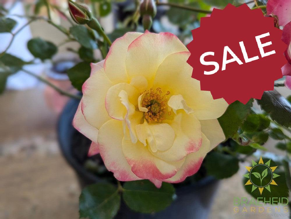 Campfire™ Rose