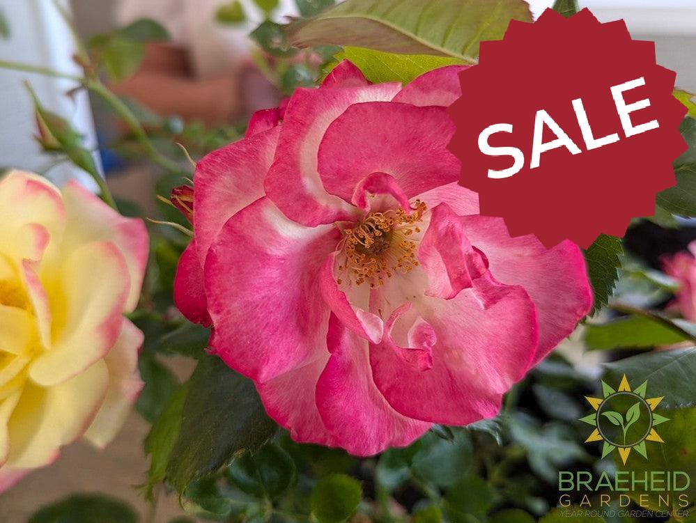 Campfire™ Rose