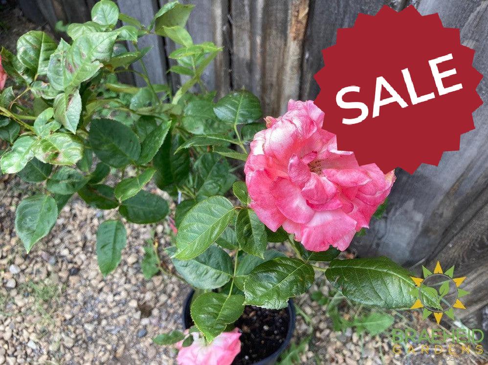 Canada Blooms™ Rose