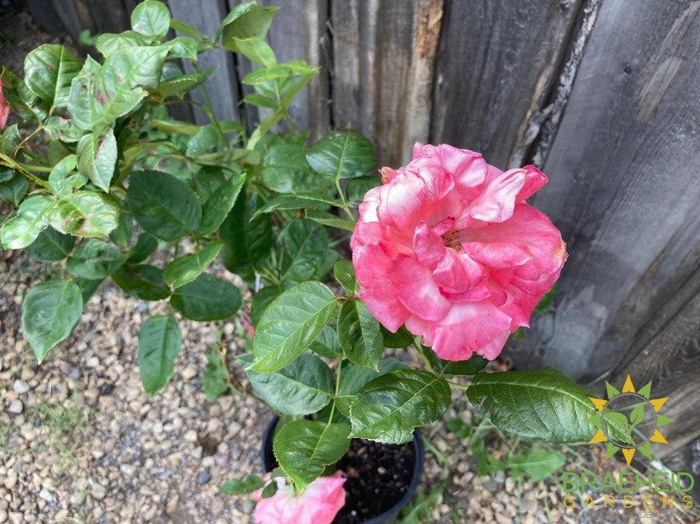 Canada Blooms™ Rose