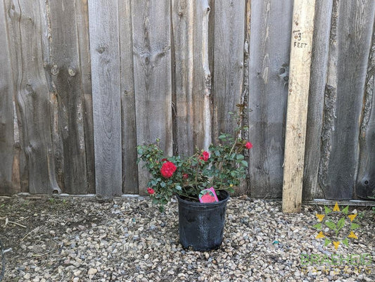 Canadian Shield Rose