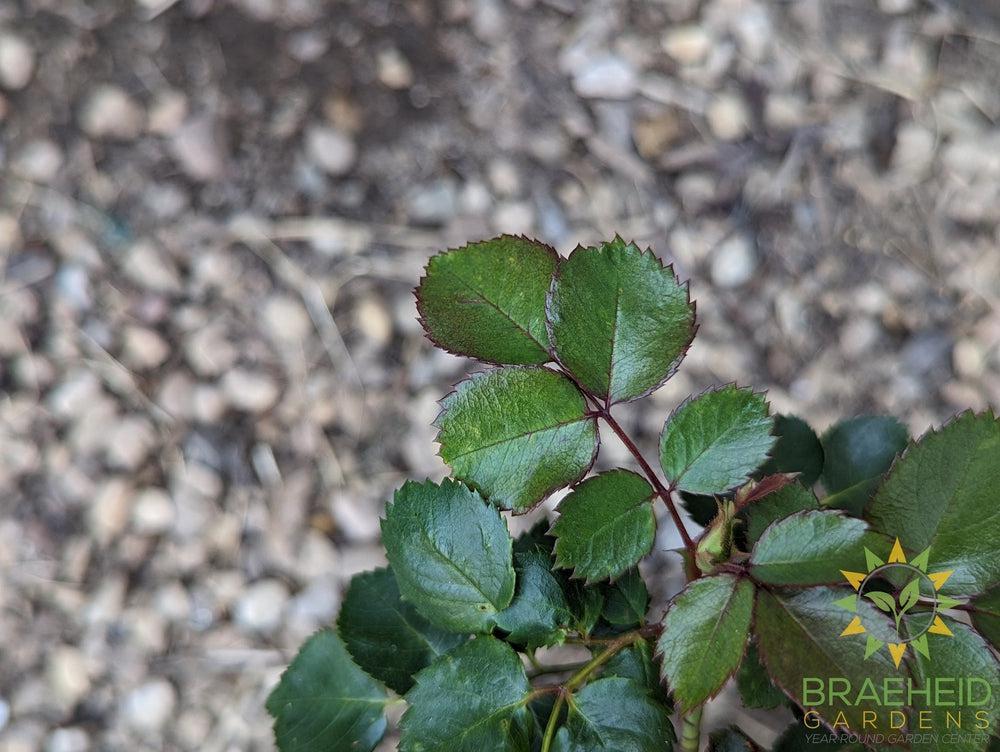 Canadian Shield Rose
