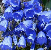Canterbury Bells