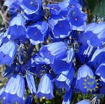Canterbury Bells