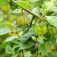 Cape Gooseberry