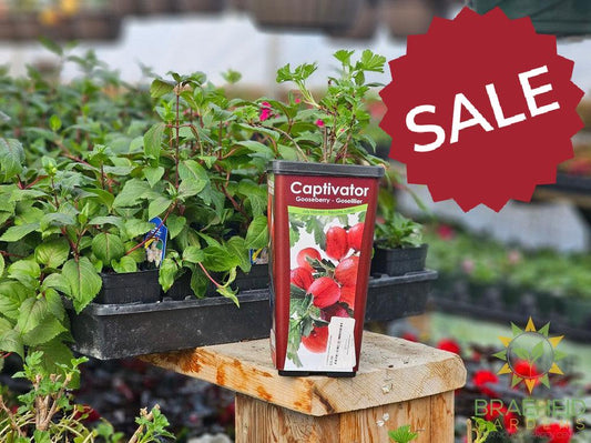 Buy Captivator Gooseberry-Groseillier an Edible Shrub in Grande Prairie Alberta - Braeheid Gardens Ltd.