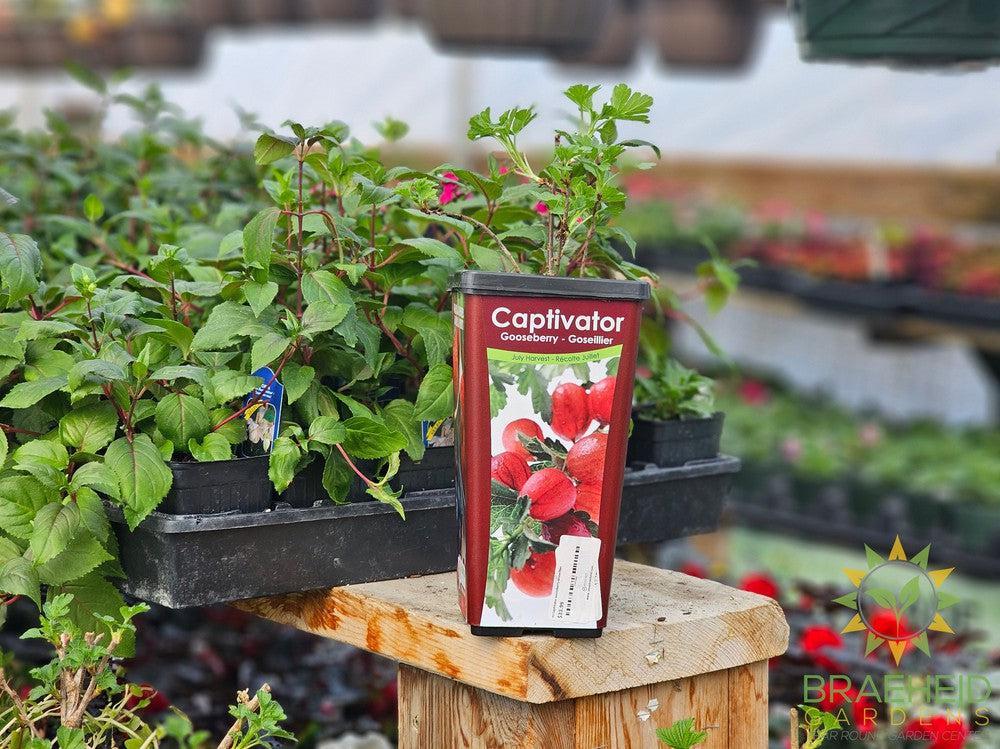 Buy Captivator Gooseberry-Groseillier an Edible Shrub in Grande Prairie Alberta - Braeheid Gardens Ltd.