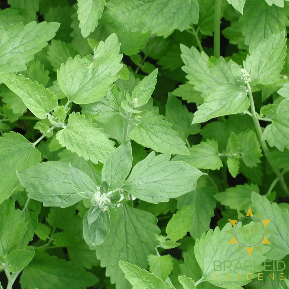 Catnip Rootstock