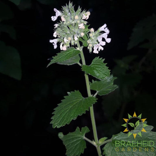 Catnip Rootstock