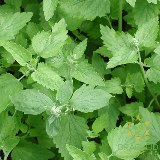 Catnip