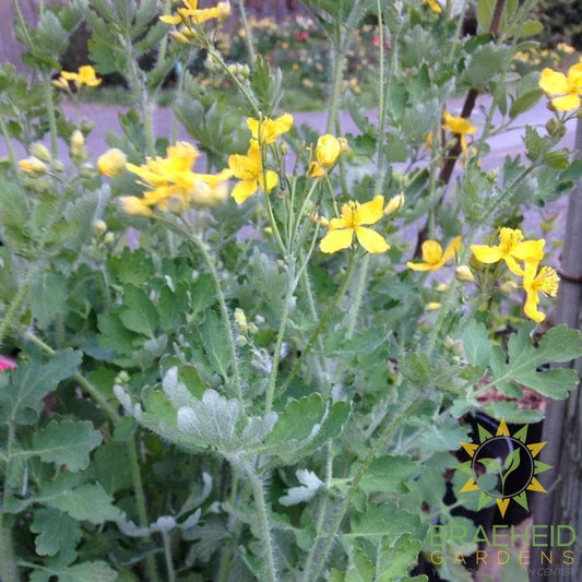 Celandine