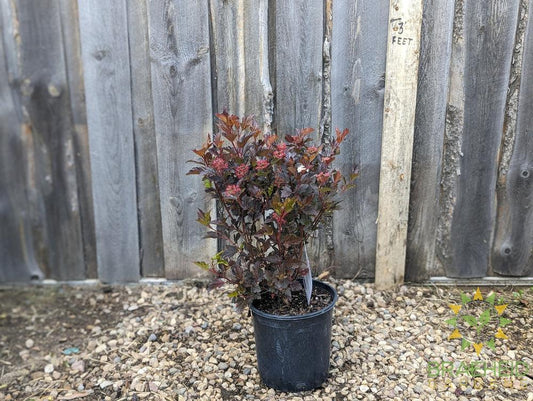 Center Glow Ninebark