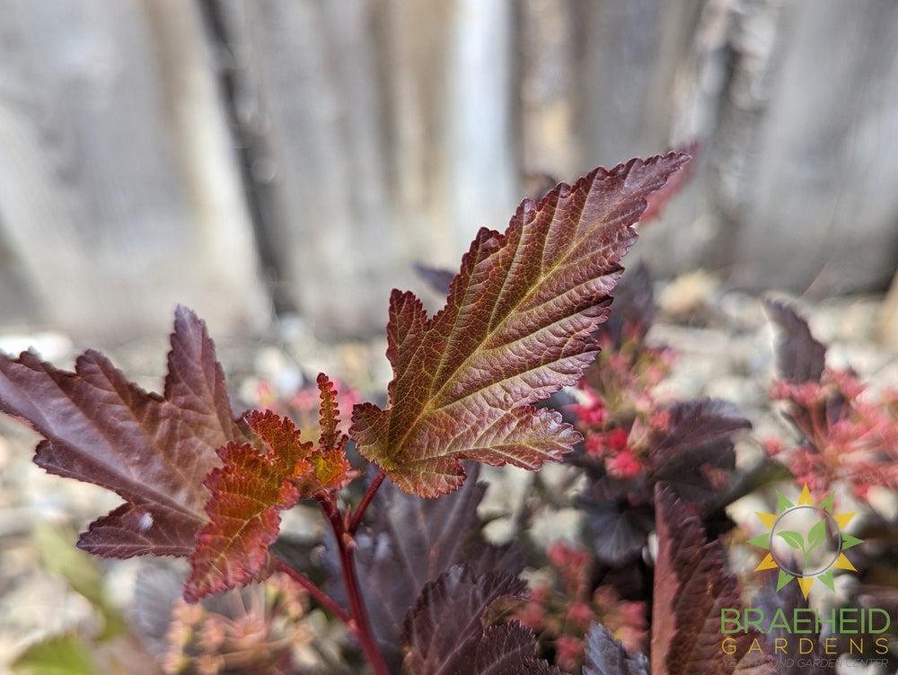 Center Glow Ninebark