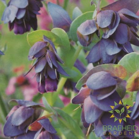Cerinthe