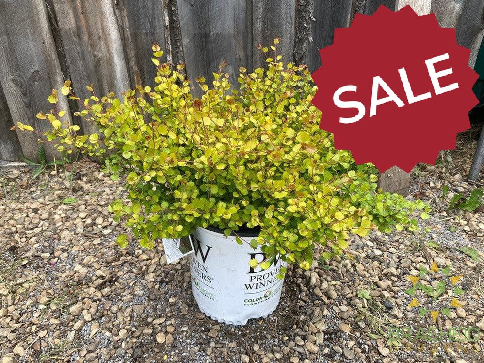Cesky Gold™ Golden Treasure Dwarf Birch