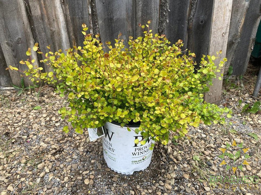 Cesky Gold™ Golden Treasure Dwarf Birch