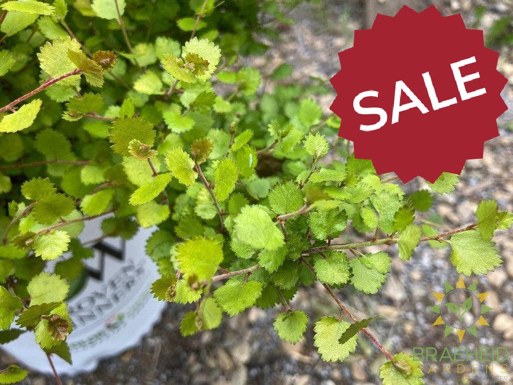 Cesky Gold™ Golden Treasure Dwarf Birch