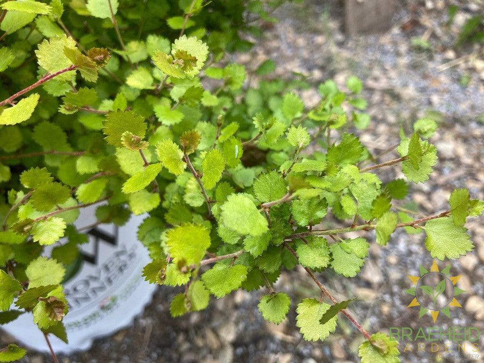 Cesky Gold™ Golden Treasure Dwarf Birch
