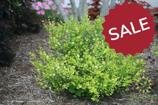 Cesky Gold™ Golden Treasure Dwarf Birch