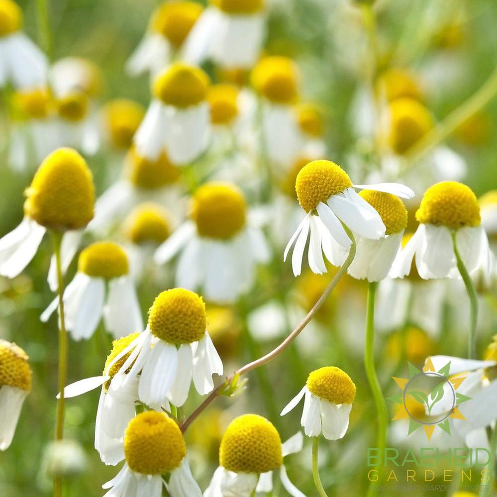 Chamomile