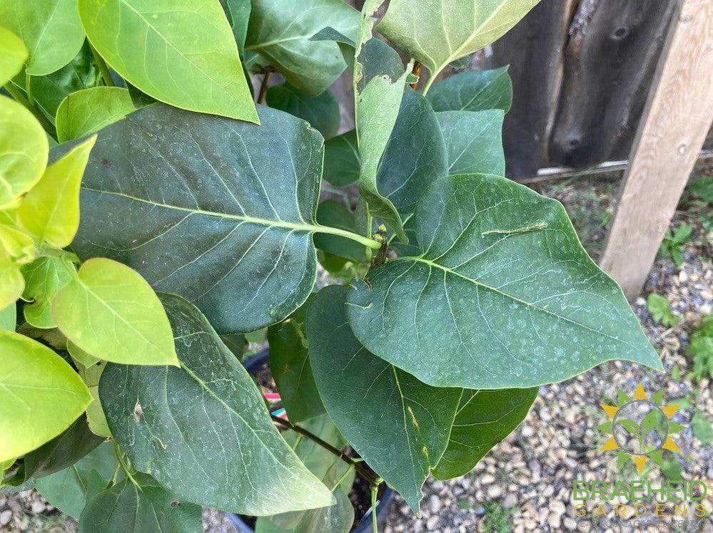 Charles Joly French Lilac