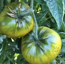 Cherokee Giant Green Tomato