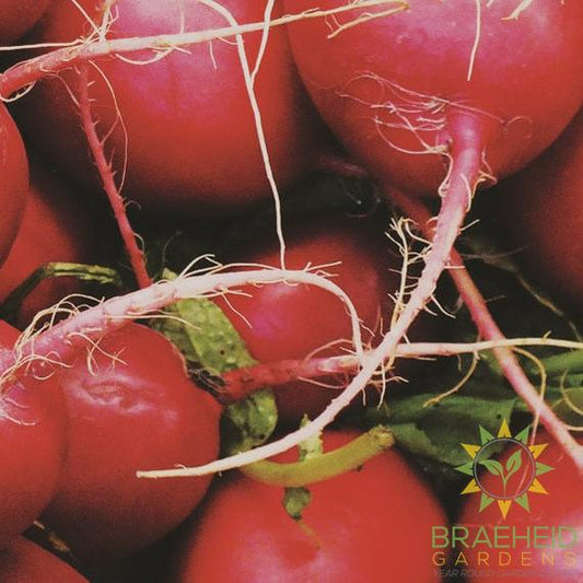 Cherry Belle Radish